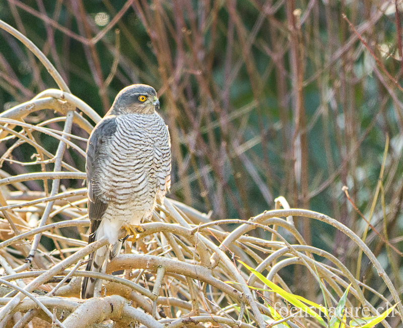 Epervier 9206.jpg - Épervier d'EuropeAccipiter nisusEurasian Sparrowhawk (Ermitage, Genève, Suisse, février 2012)
